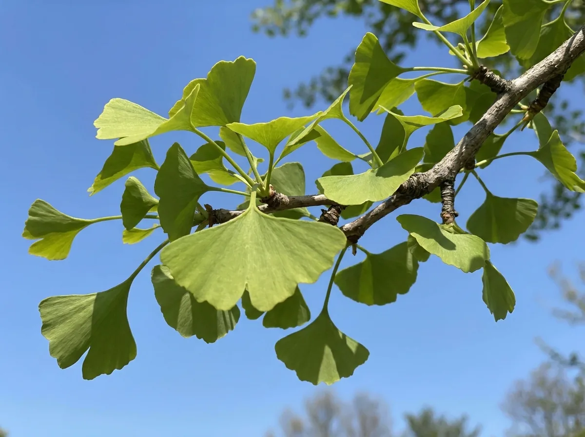 Fan-shaped ginkgo leaves on a branch