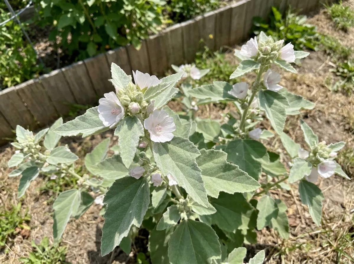 Pale pink marshmallow flowers on the plant