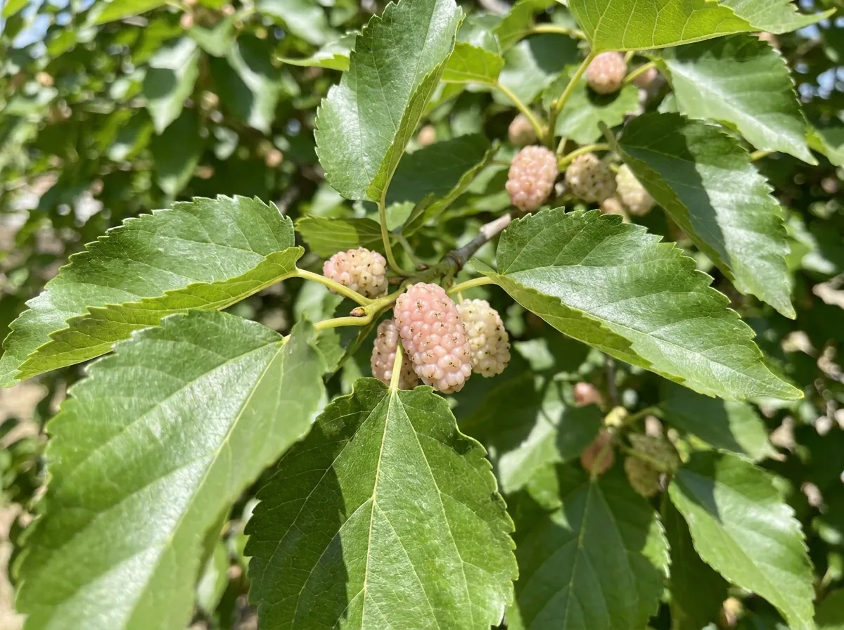 White mulberry leaves and berries on a branch