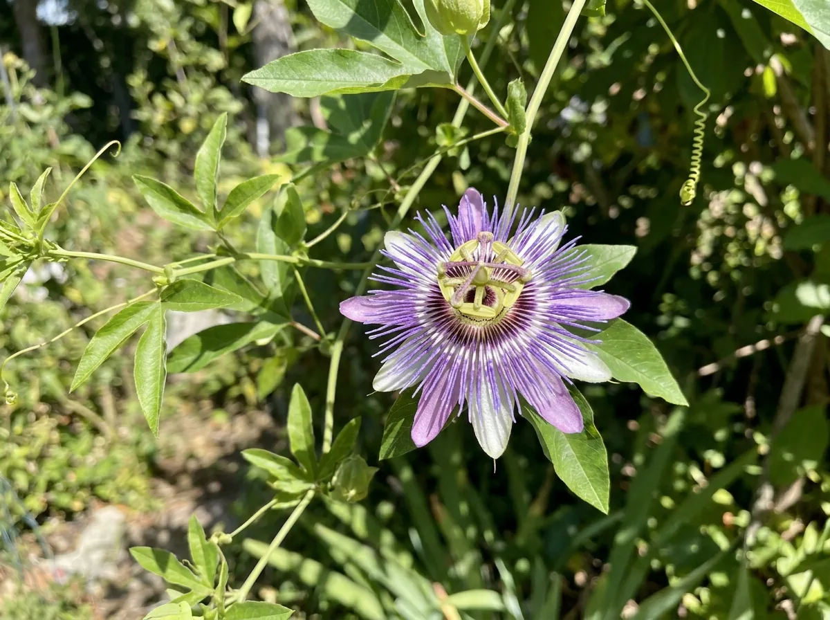 A purple passionflower in bloom