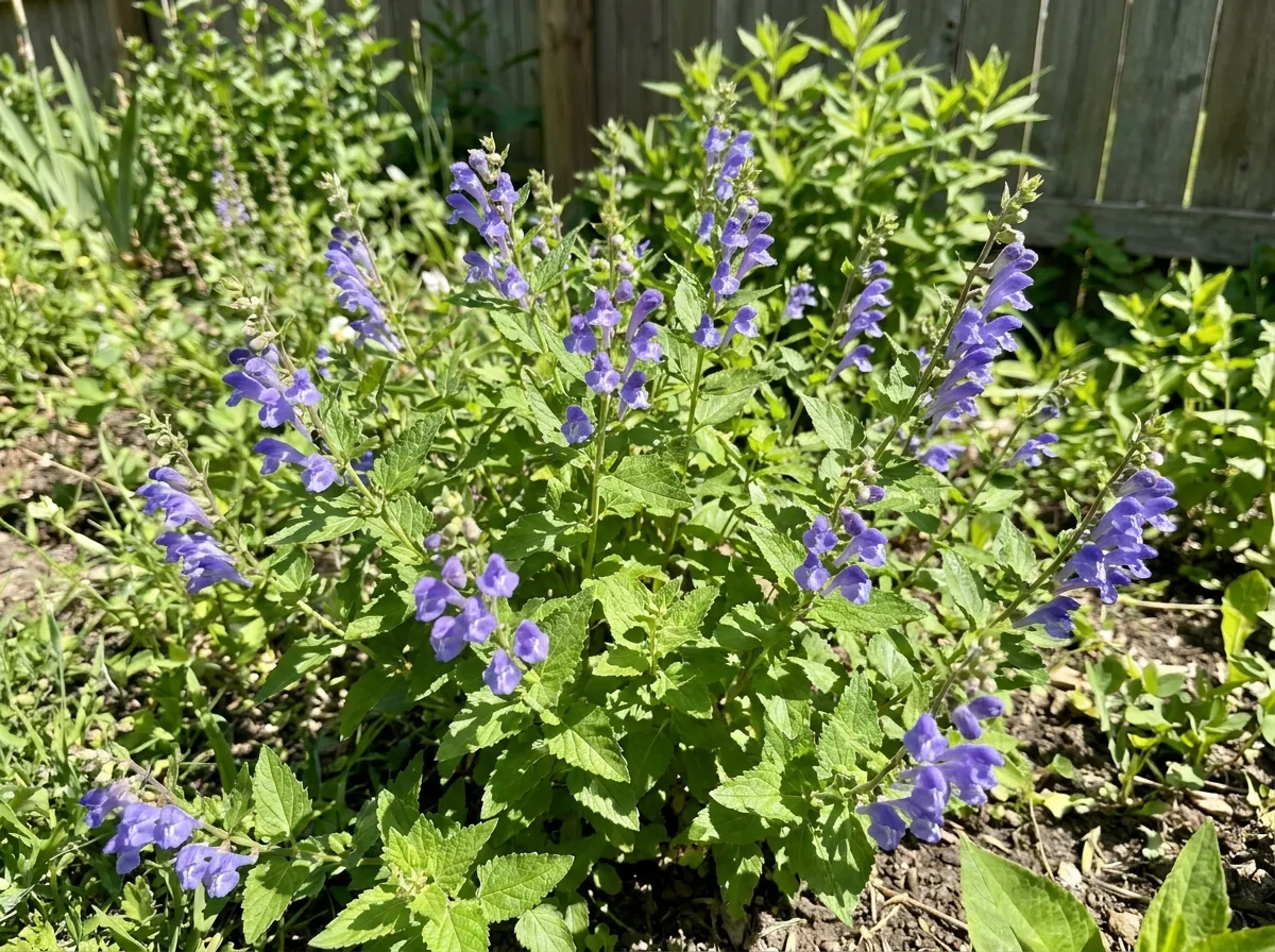 Skullcap plant with small blue flowers