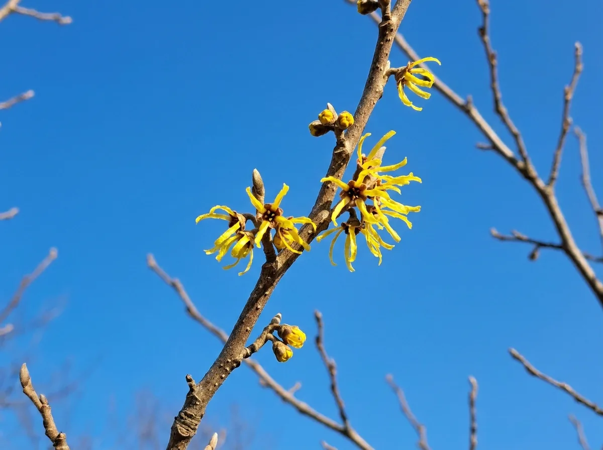 Yellow witch hazel flowers on a bare branch