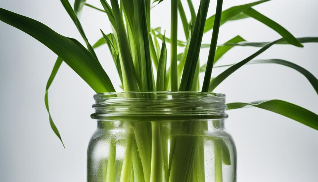 Lemongrass stalks