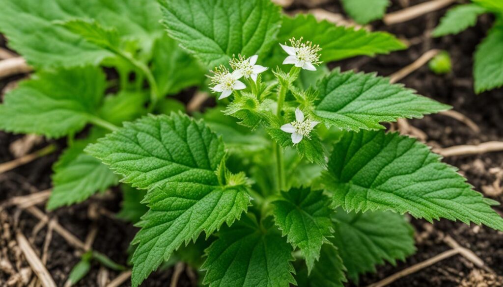 Nettle anti-inflammatory