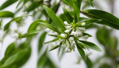 Tea Tree Oil for Face